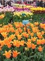 Keukenhof